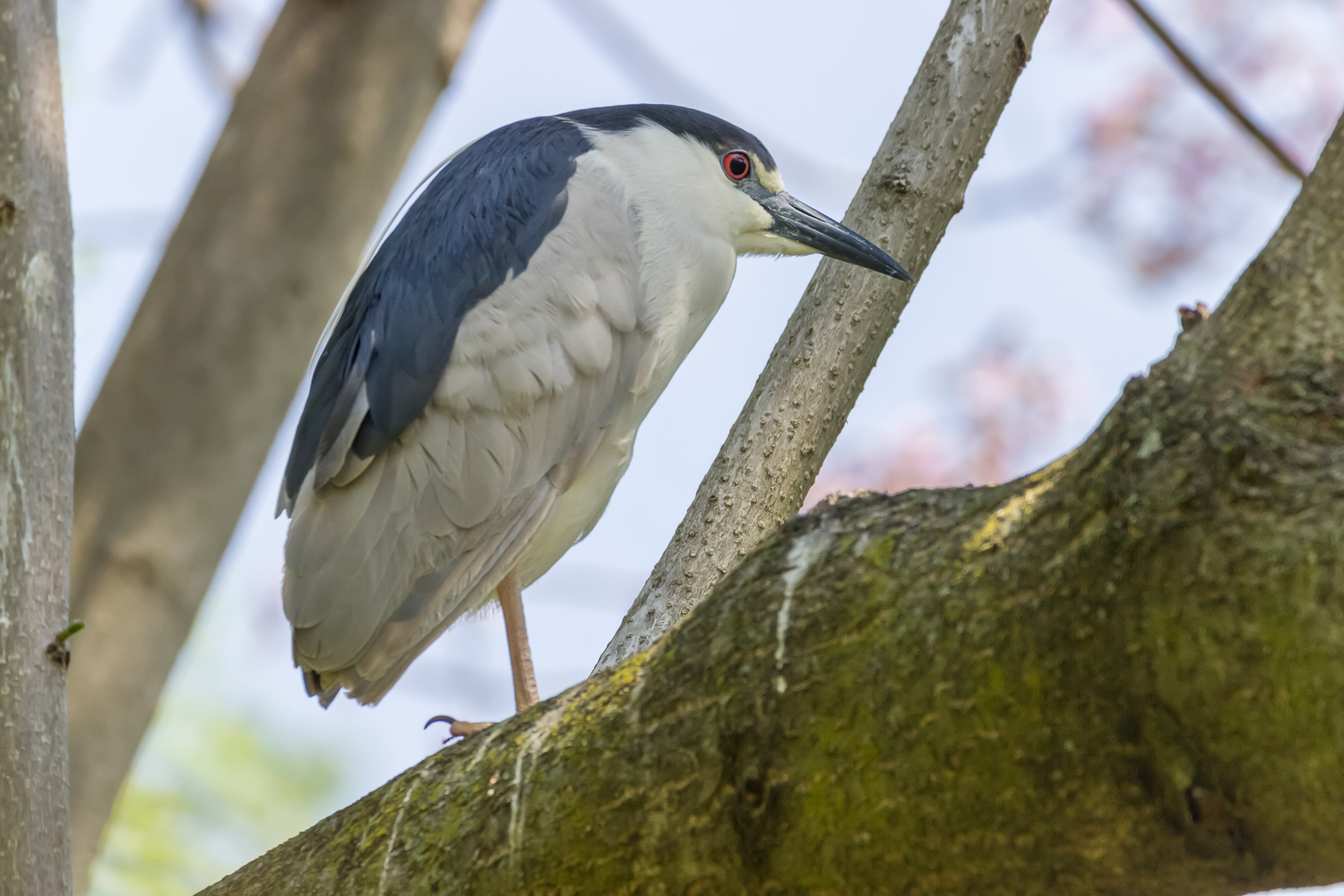 2016-04-20 black crowned night heron_1.jpg