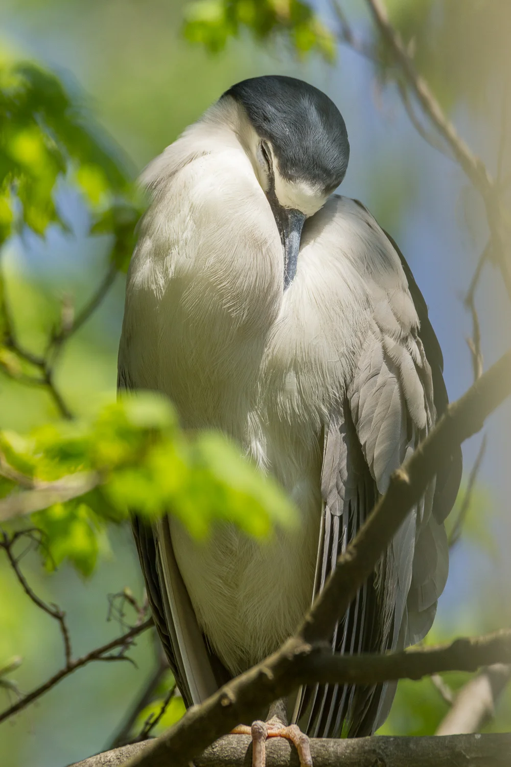 2016-04-20 black crowned night heron_20.jpg