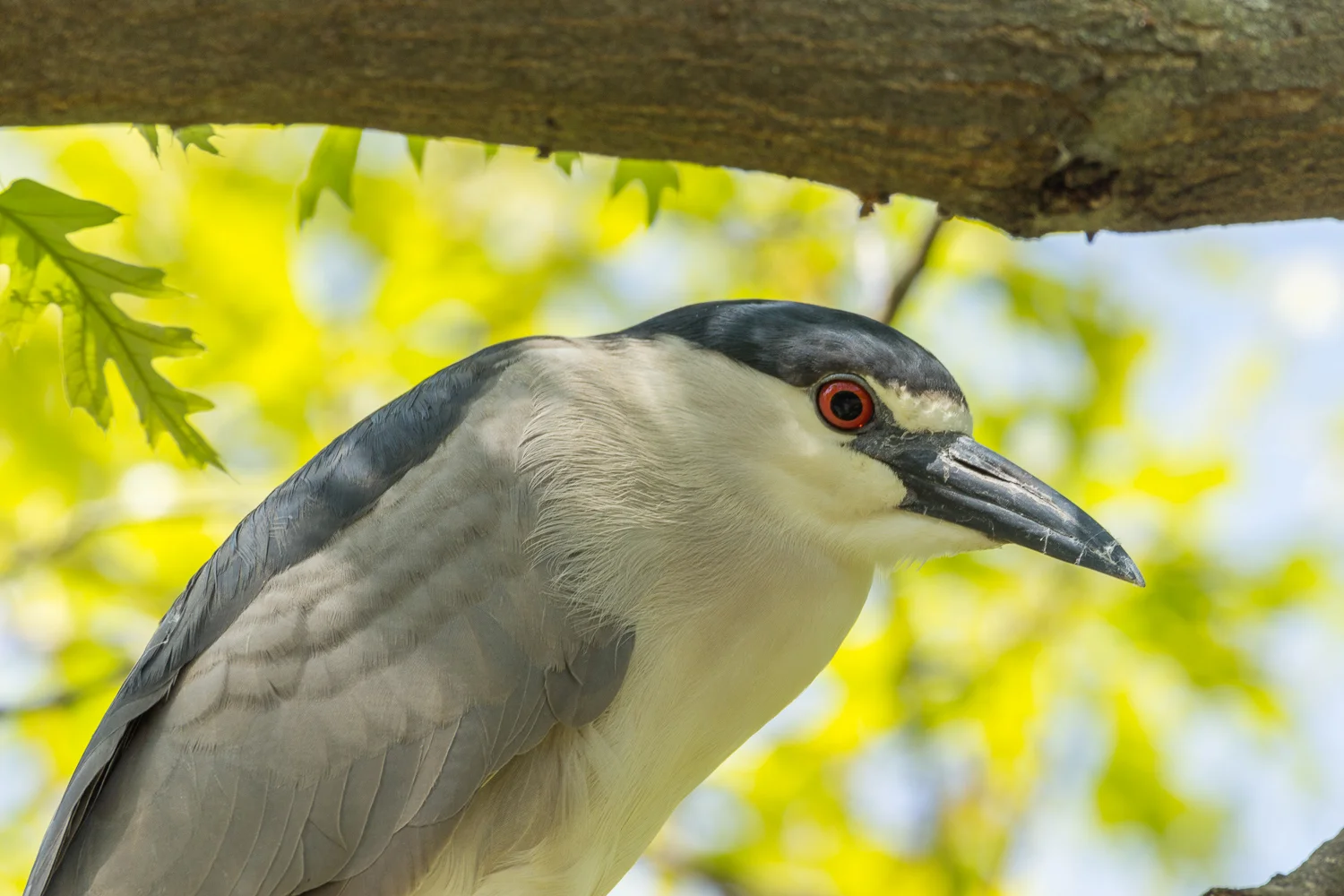 2016-04-20 black crowned night heron_22.jpg