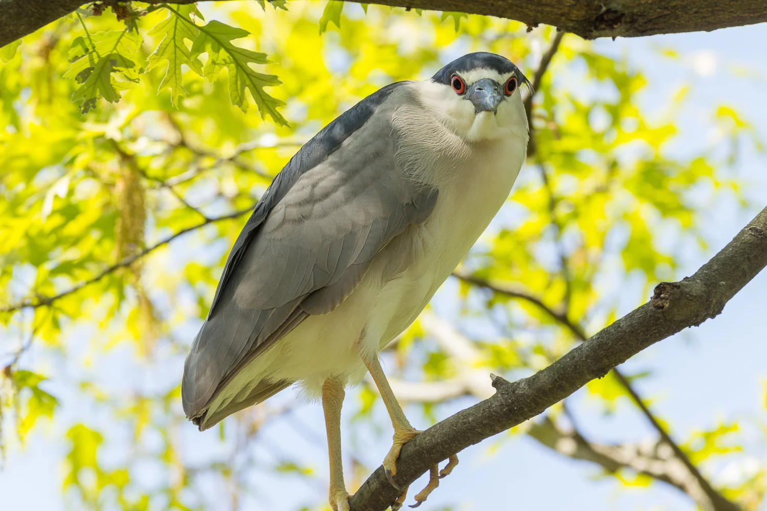 2016-04-20 black crowned night heron_23.jpg