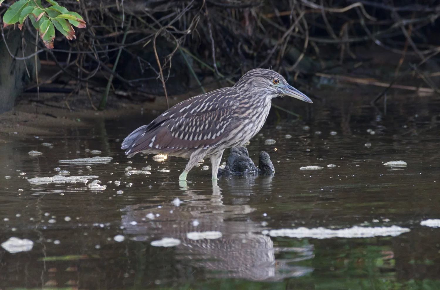 2017-07-17 black crowned night heron juvenile_6.jpg