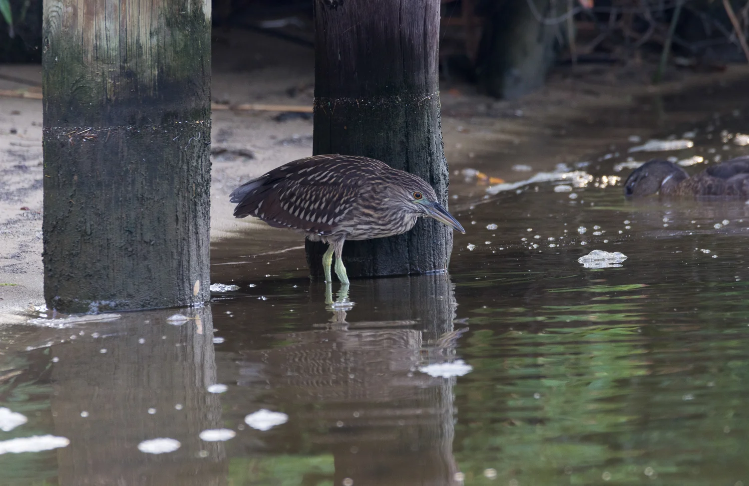 2017-07-17 black crowned night heron juvenile_12.jpg