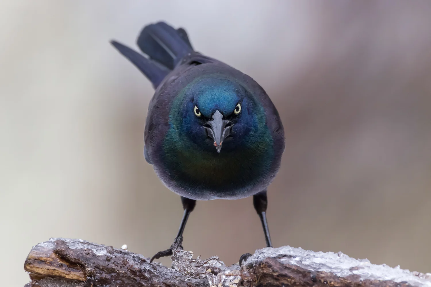 2016-03-14-grackle_2.jpg