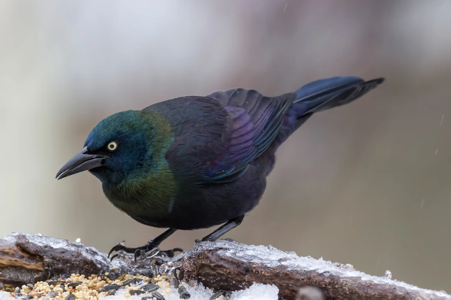2016-03-14-grackle_12.jpg