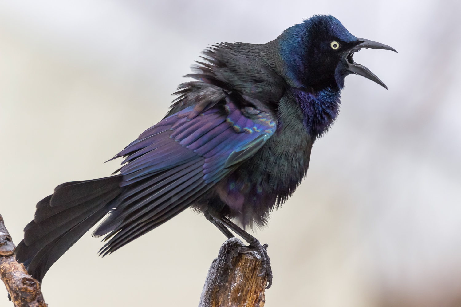 2016-03-14-grackle_48.jpg