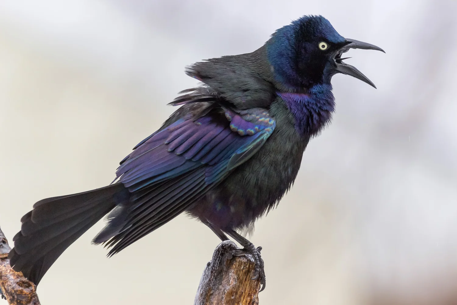 2016-03-14-grackle_49.jpg