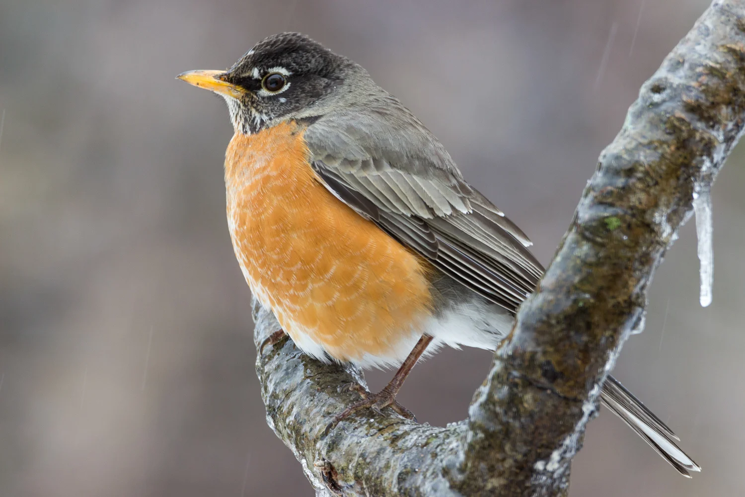 2016-03-14-robin_5.jpg