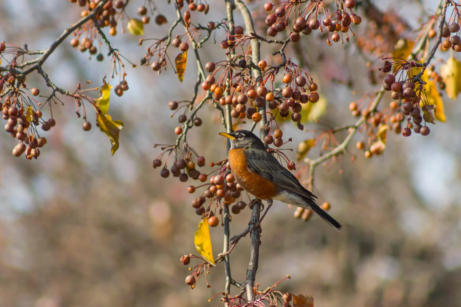 2015-12-08-robin in pear tree_1.jpg