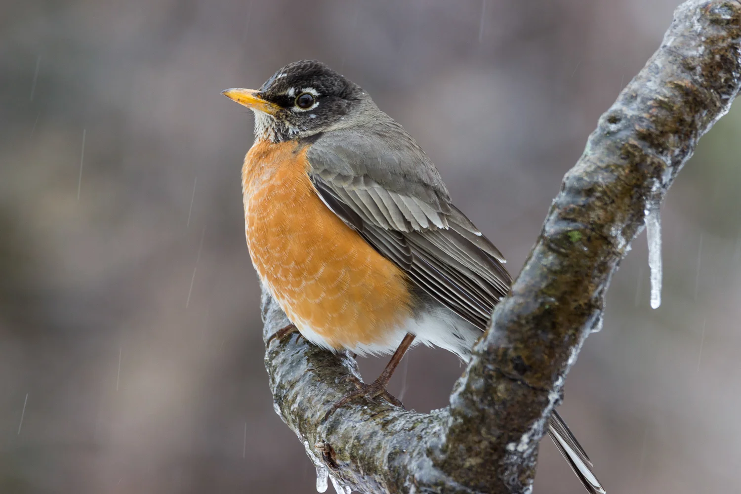 2016-03-14-robin_9.jpg