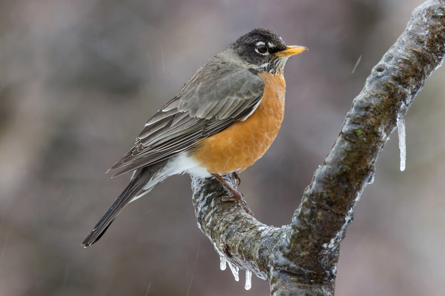 2016-03-14-robin_28.jpg