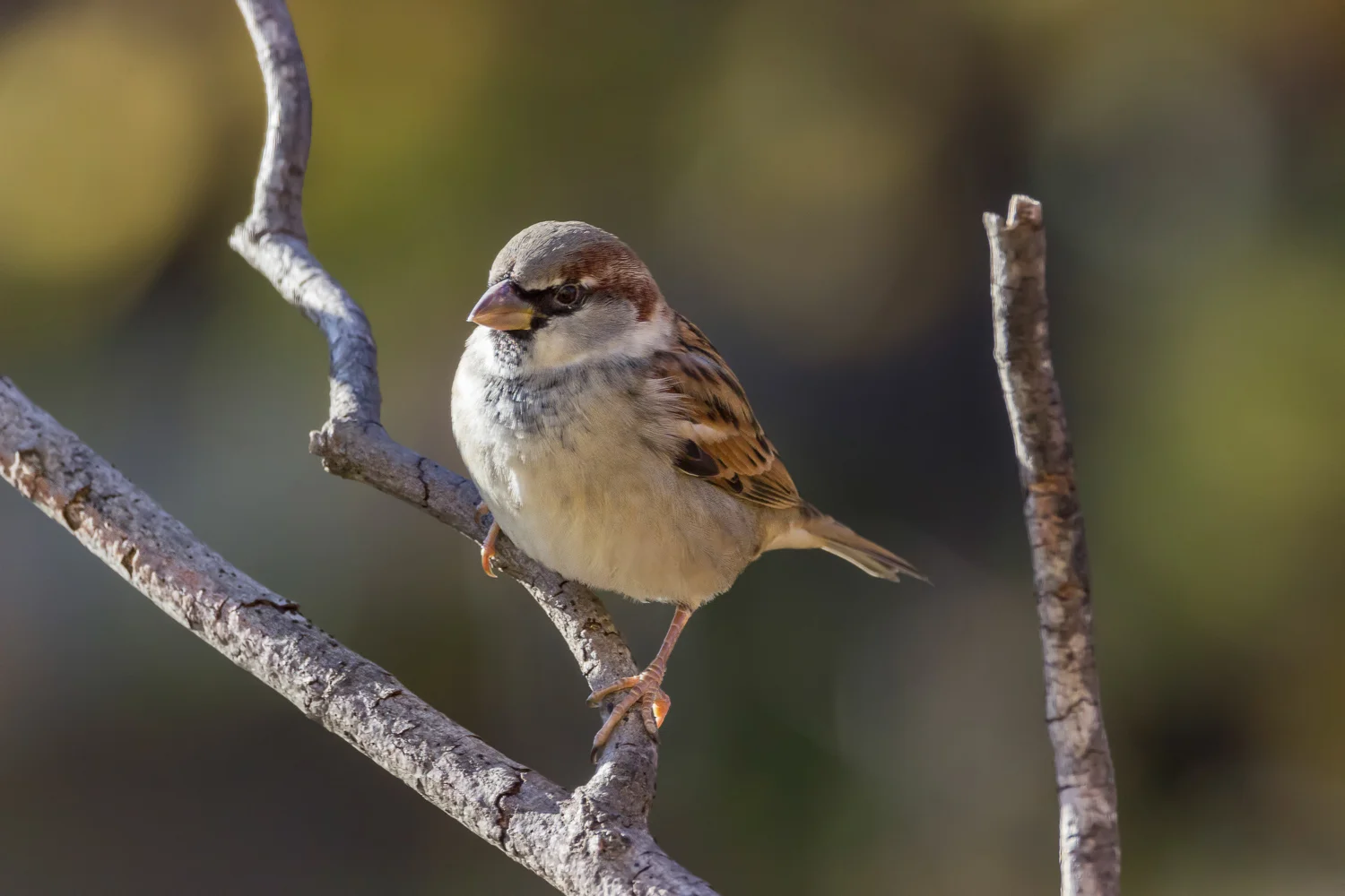 2016-11-16-sparrow_1.jpg
