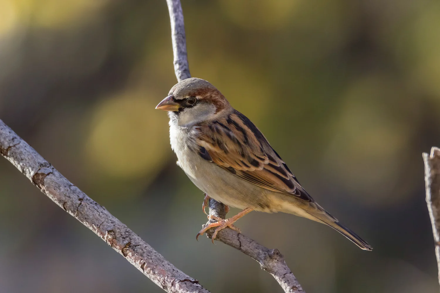 2016-11-16-sparrow_5.jpg