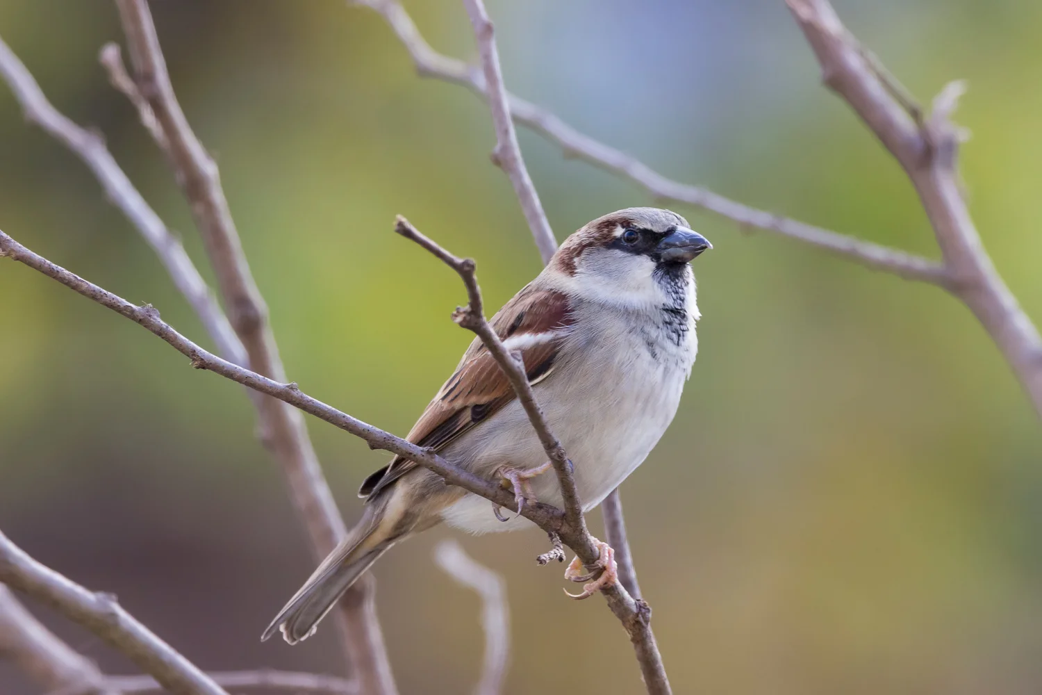 2016-11-16-sparrow_17.jpg