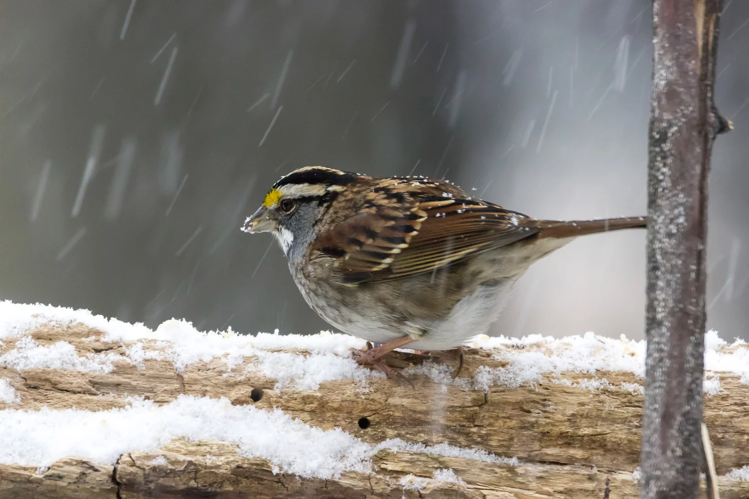 2017-12-15-sparrow.jpg