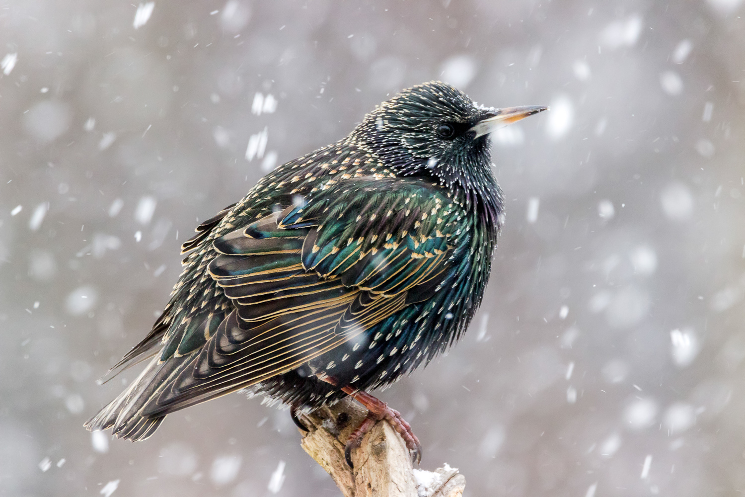 2016-01-08-starlings_31.jpg