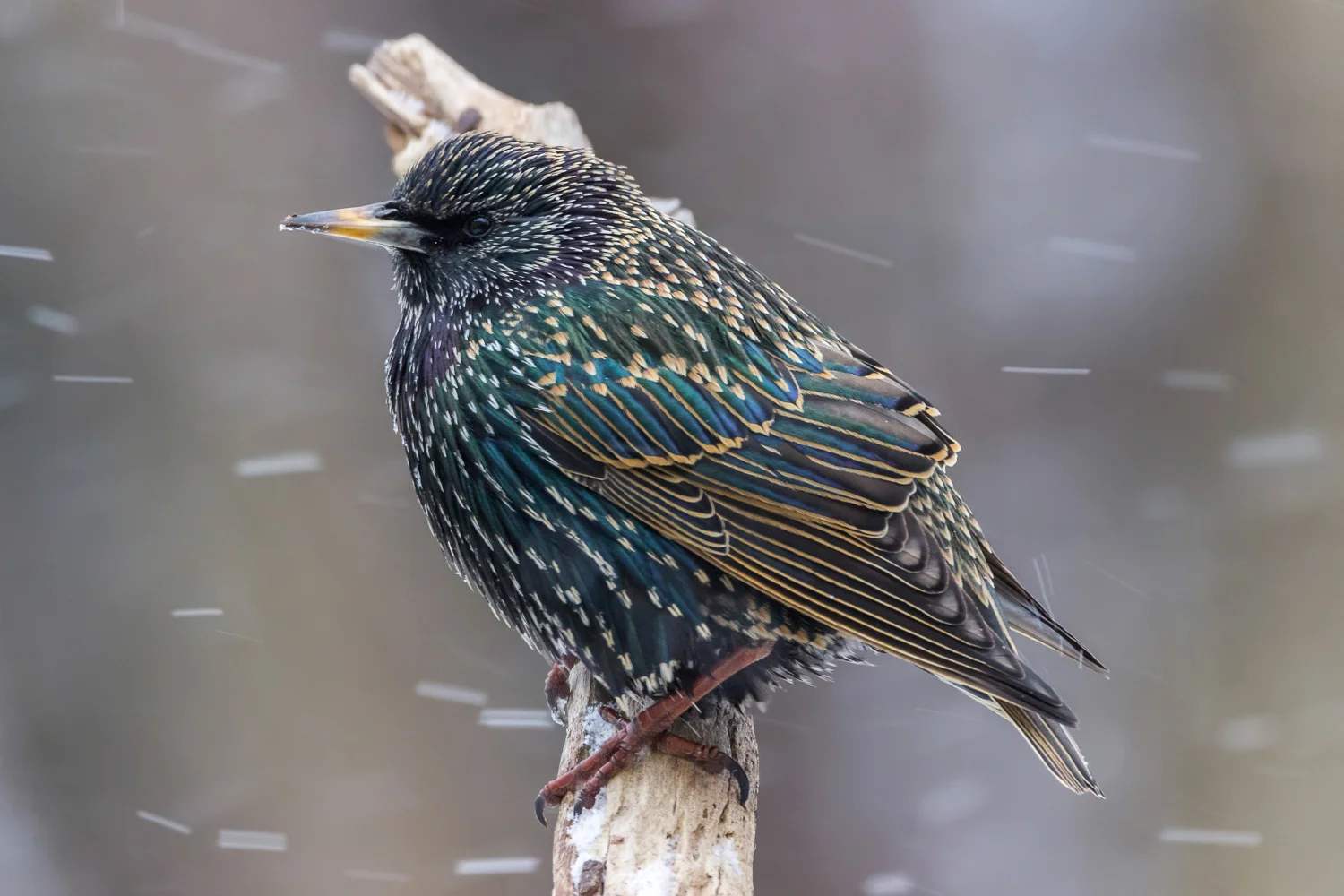 2016-01-08-starlings_47.jpg