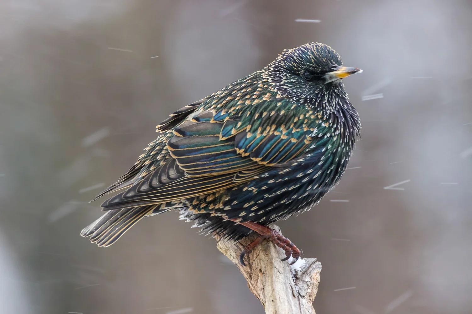 2016-01-08-starlings_52.jpg