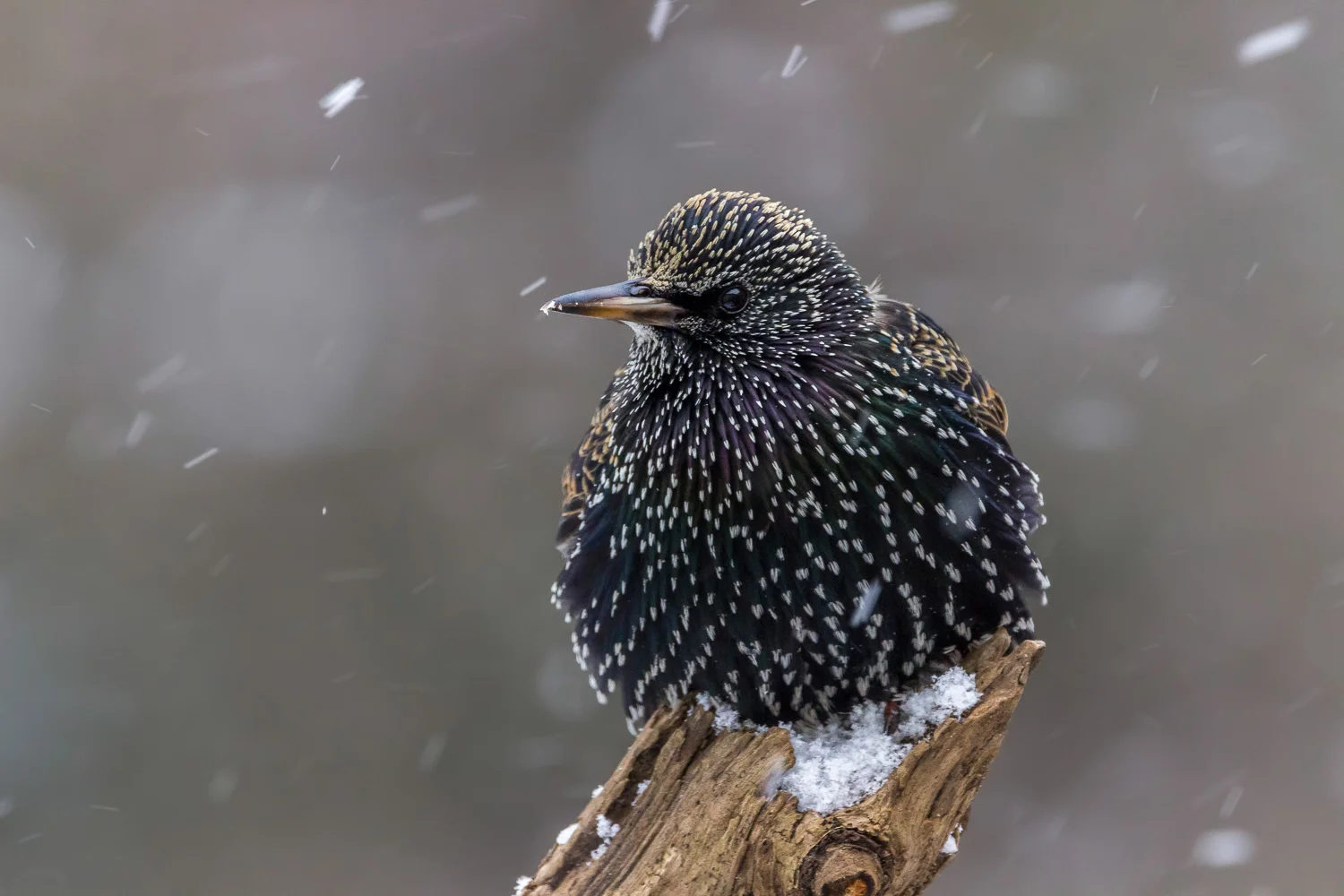 2016-01-08-starlings_55.jpg