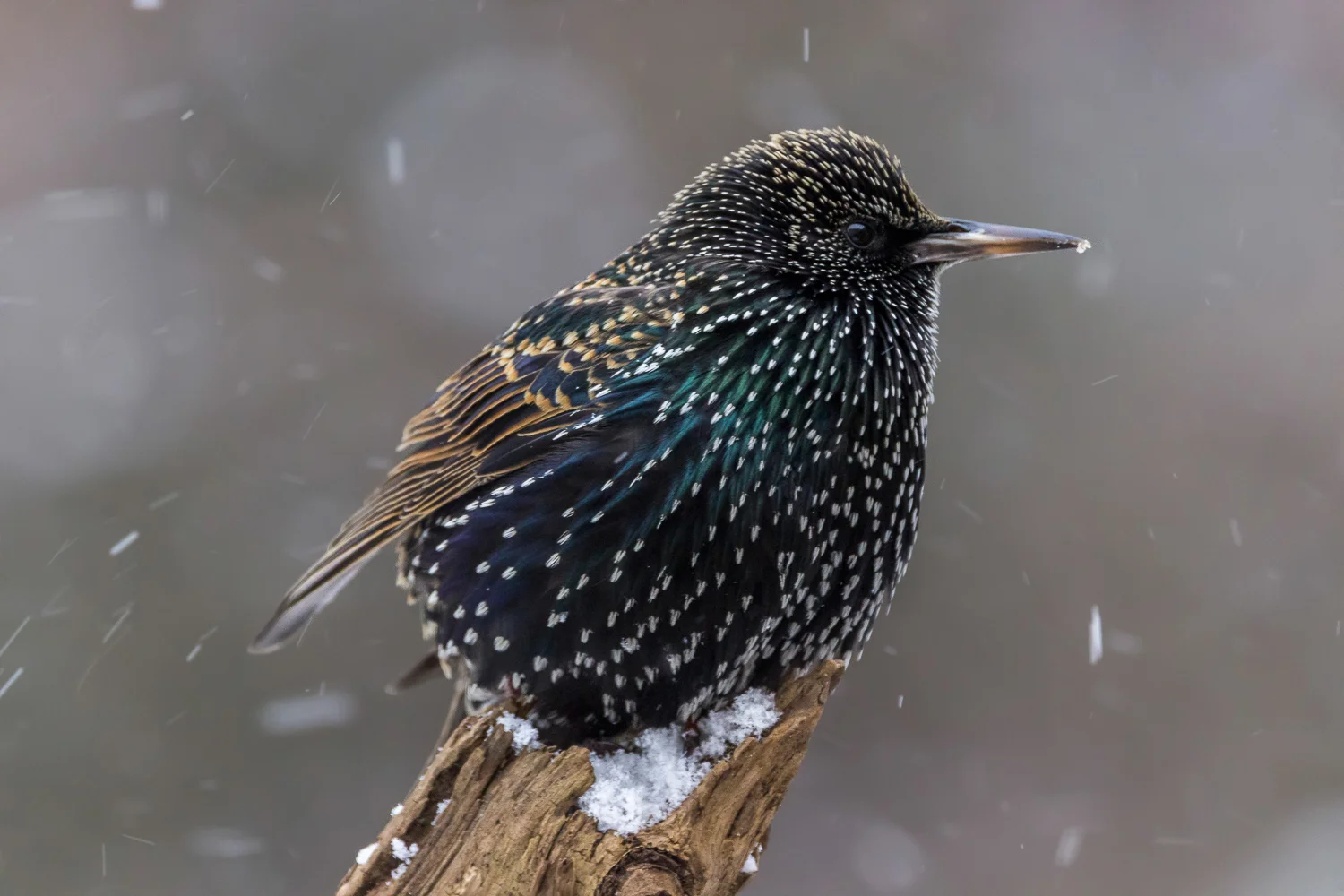 2016-01-08-starlings_57.jpg