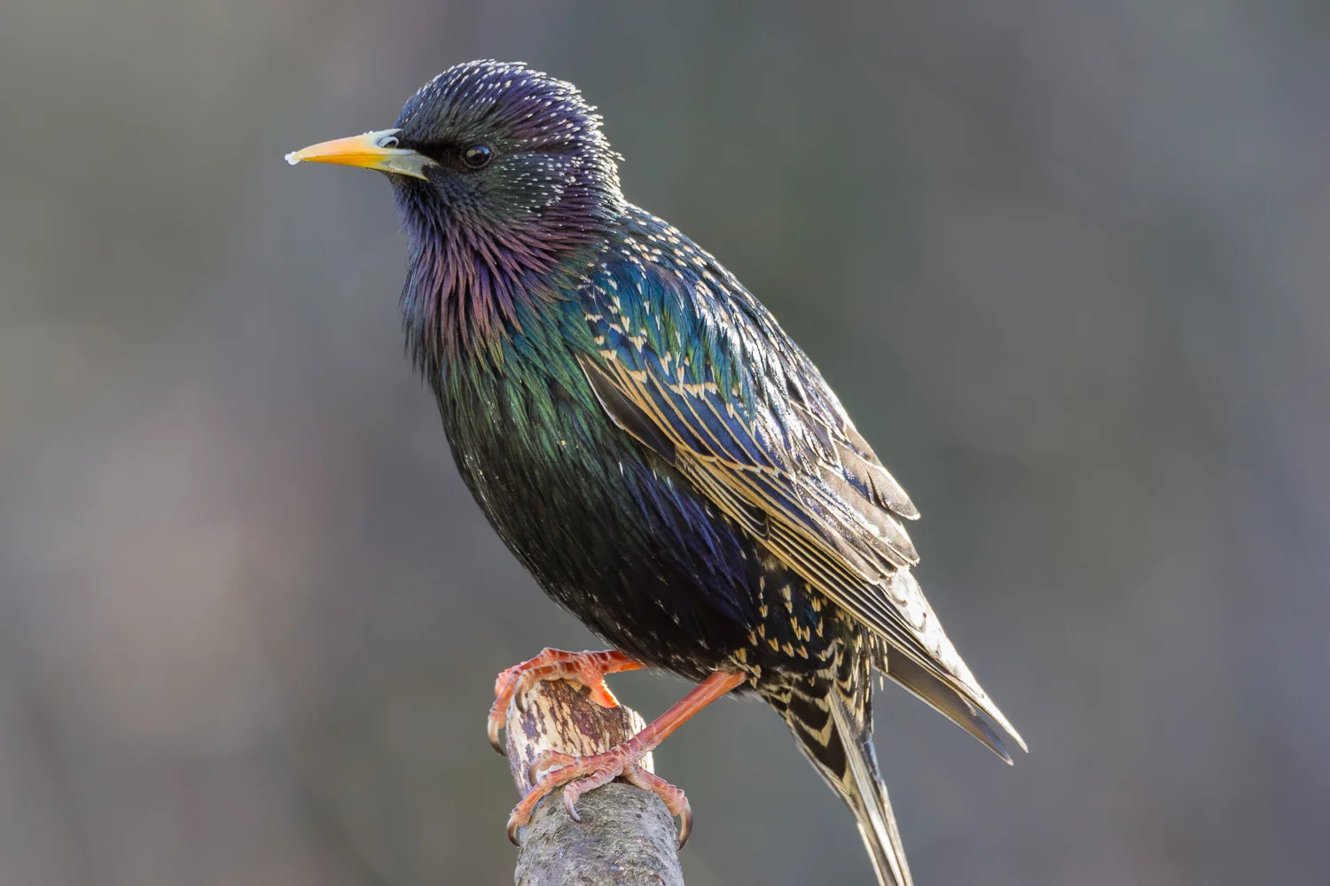 2016-02-29-starlings.jpg