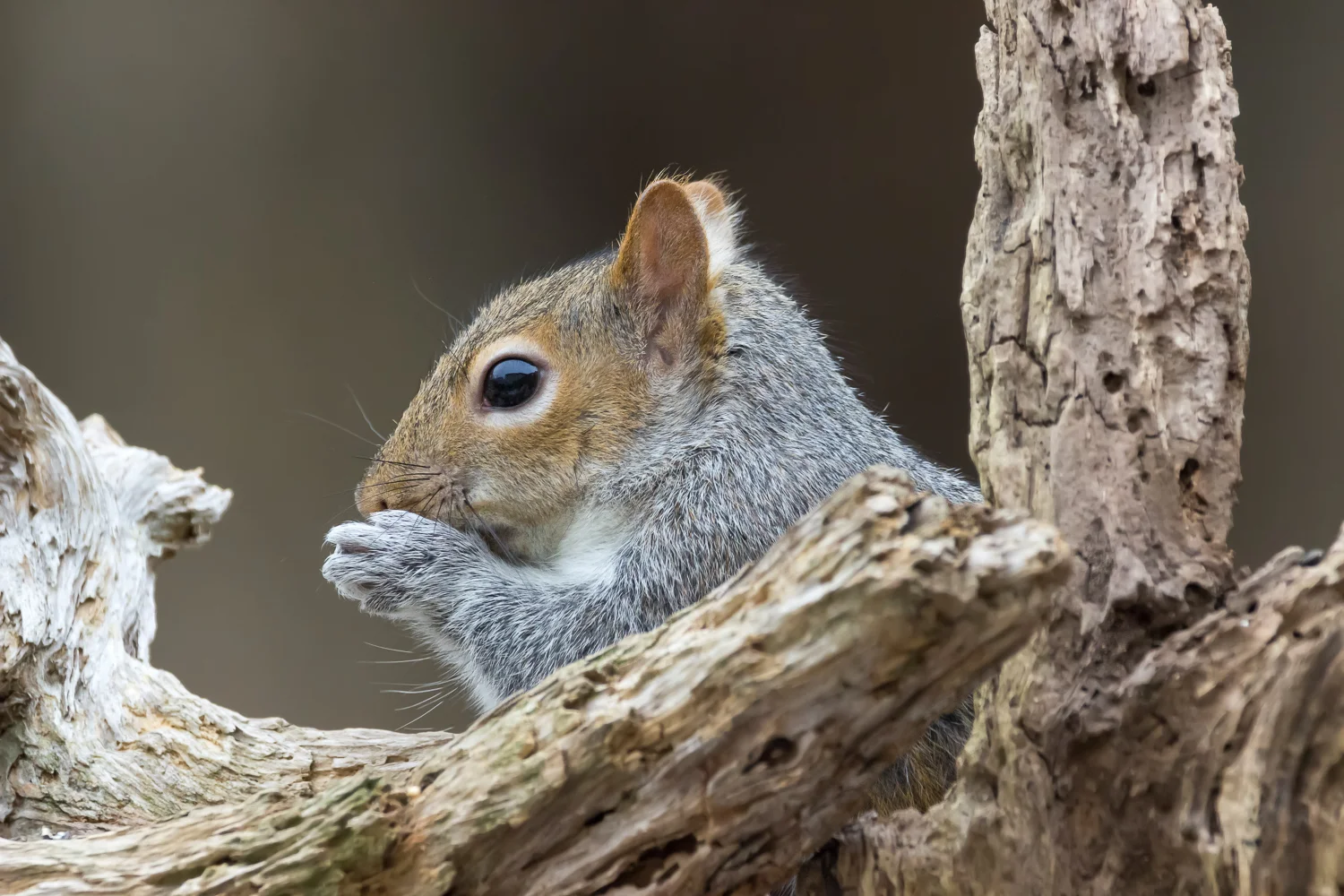 2016-01-10-squirrel_1.jpg