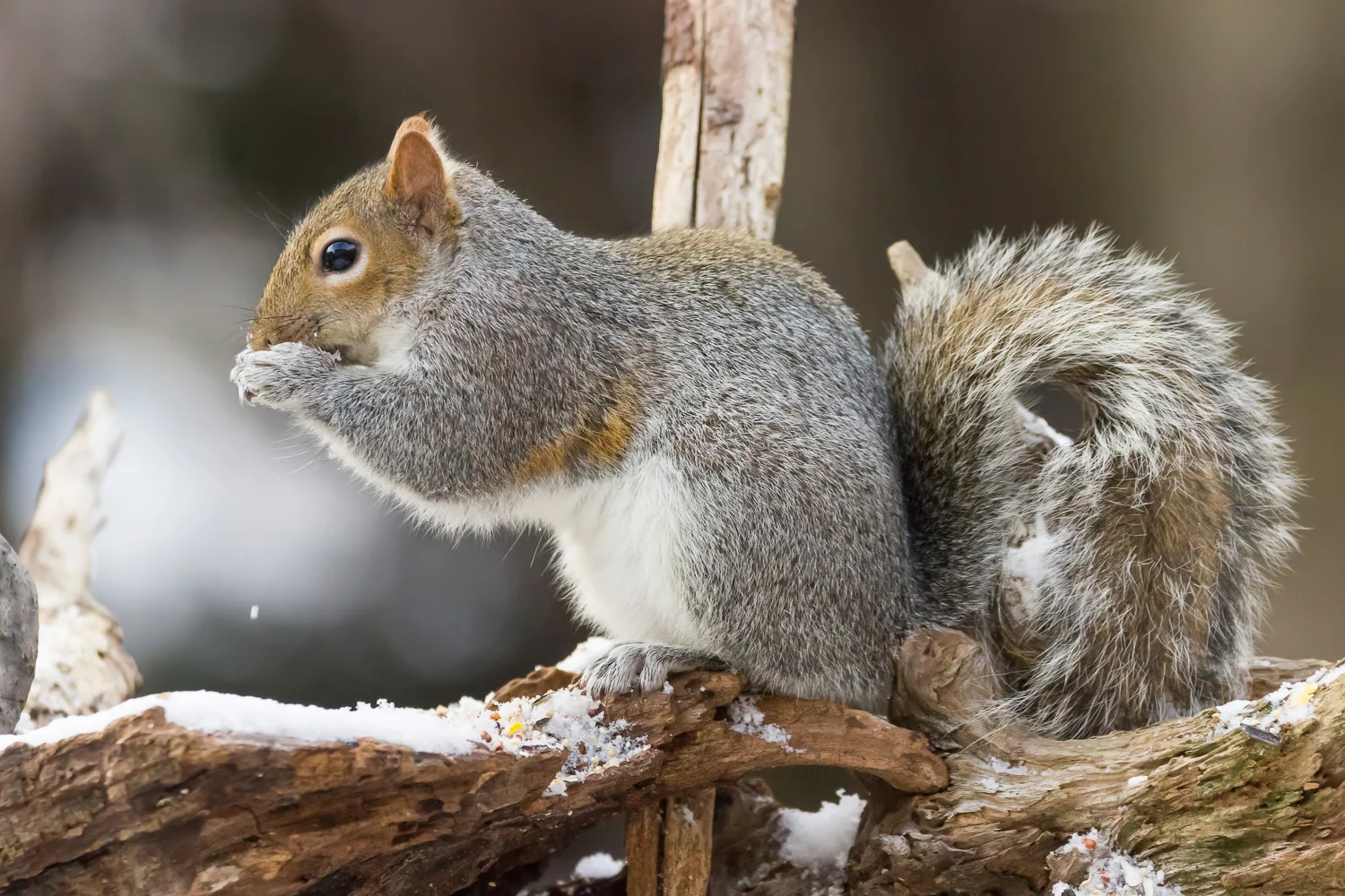 2016-01-07-squirrel_2.jpg