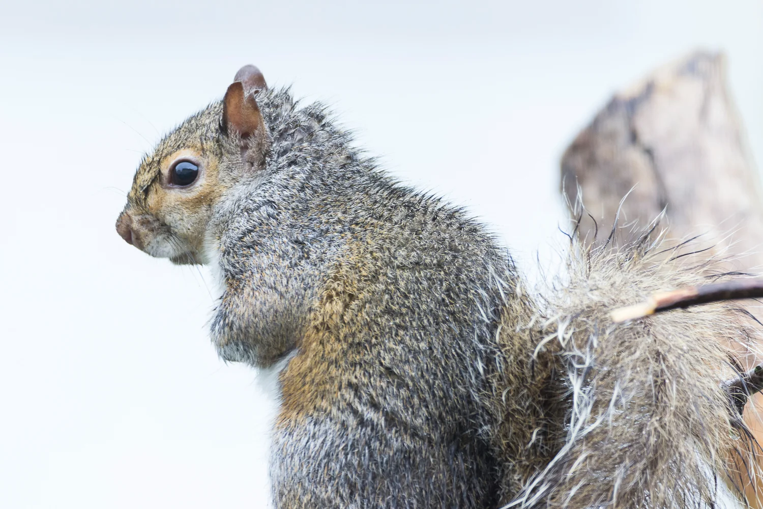 2016-05-21-squirrel_21.jpg