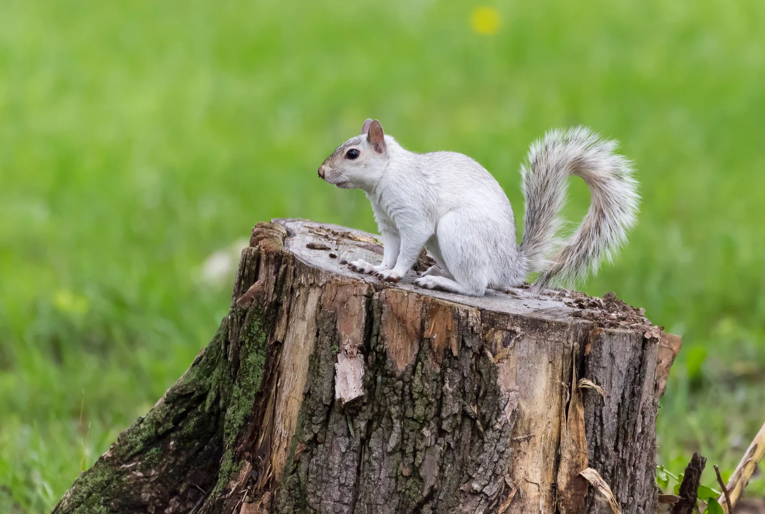 2016-05-22-white squirrel_1.jpg
