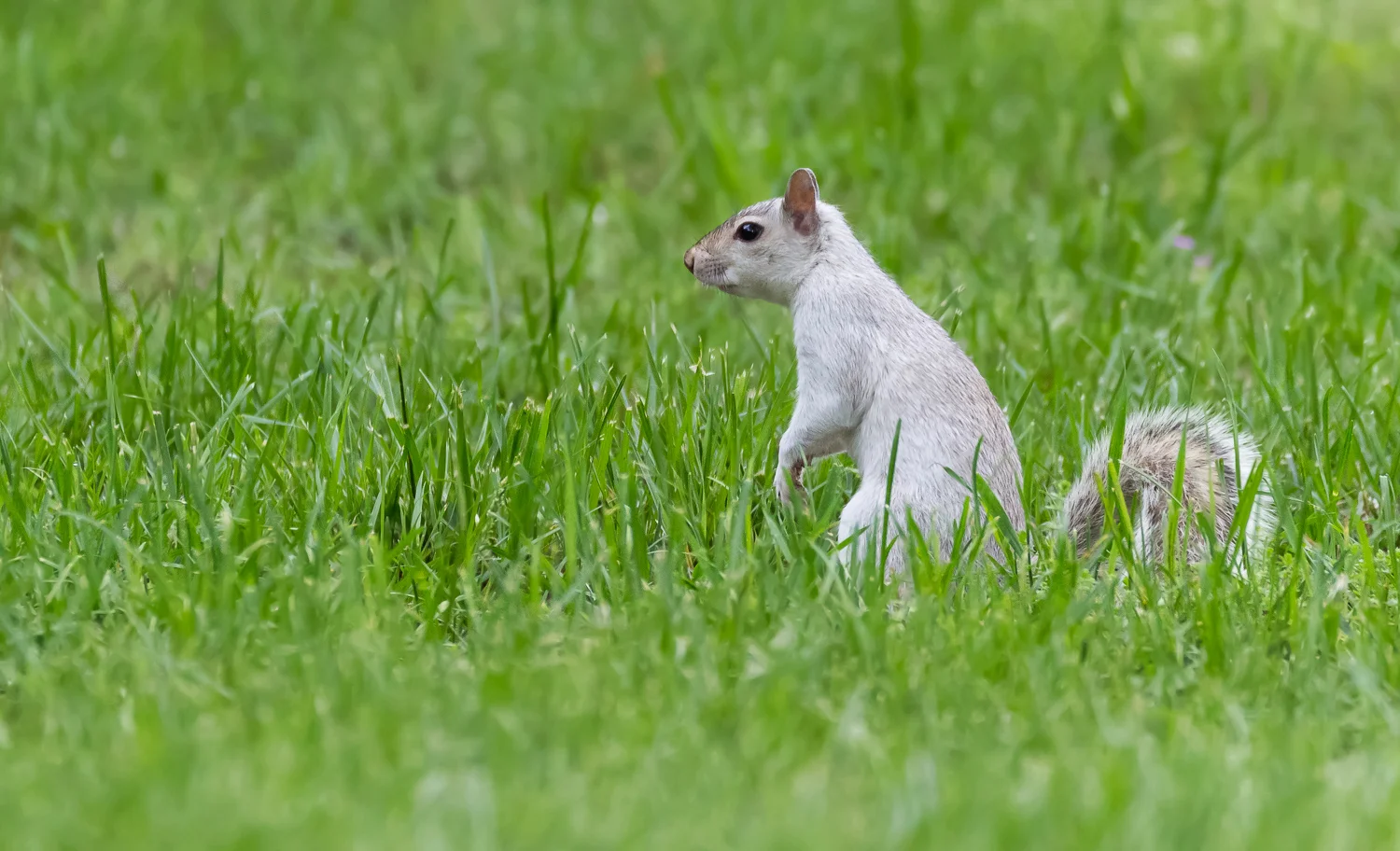 2016-05-22-white squirrel_8.jpg