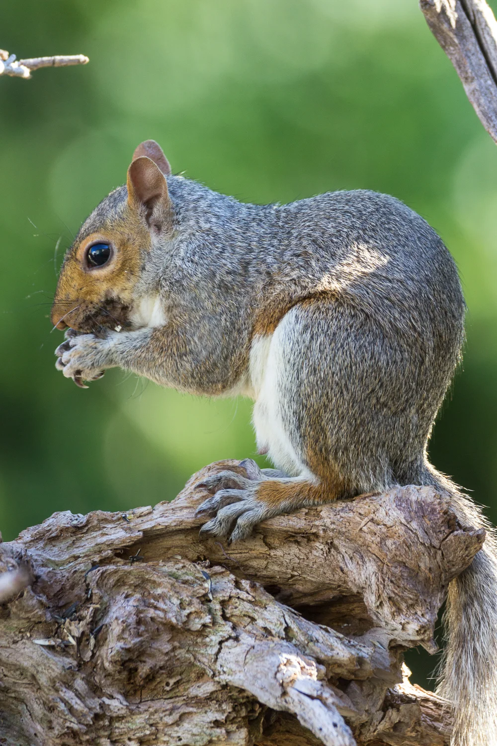 2016-08-04-squirrel_13.jpg