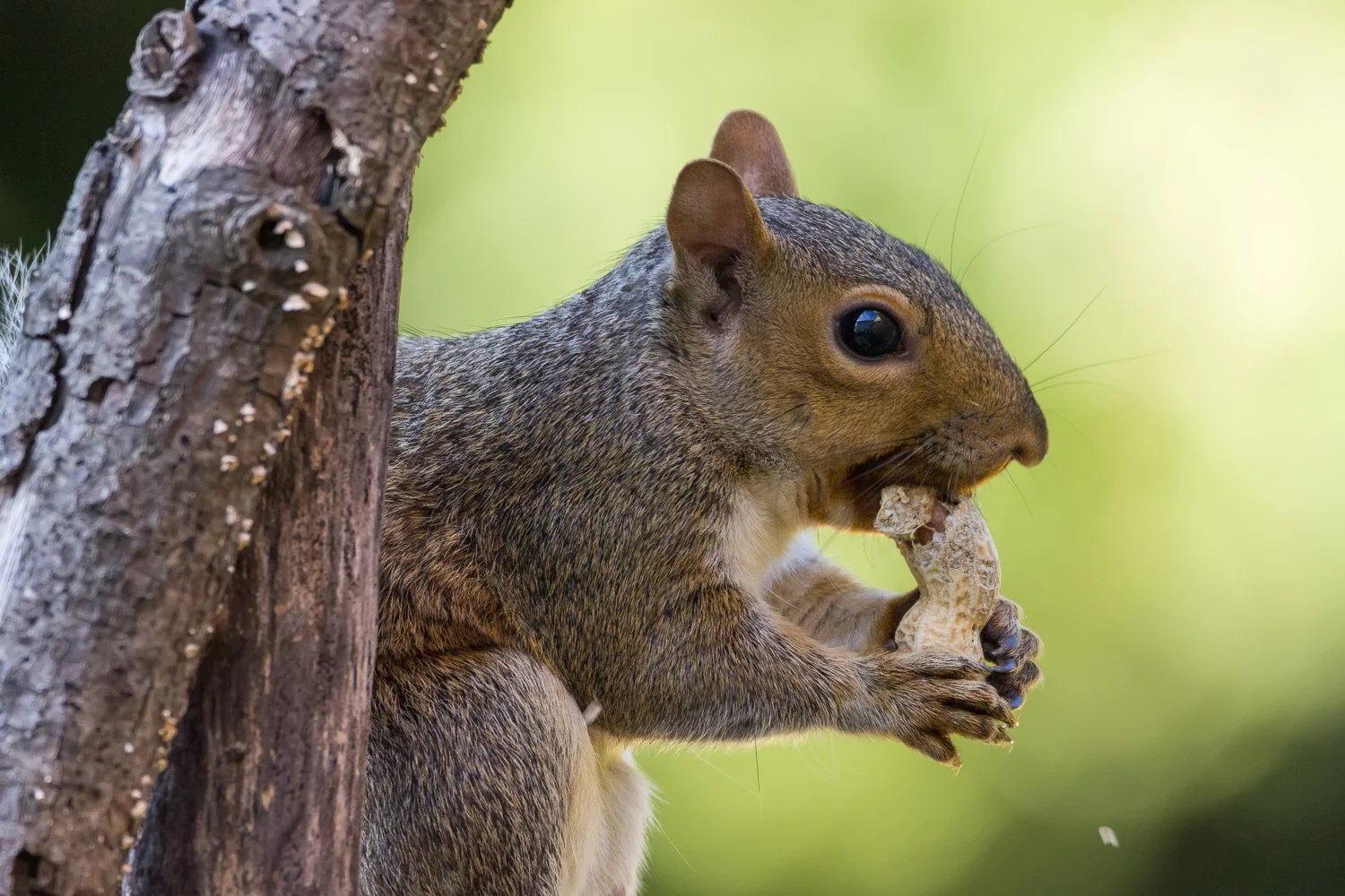 2016-09-14-squirrel_1.jpg