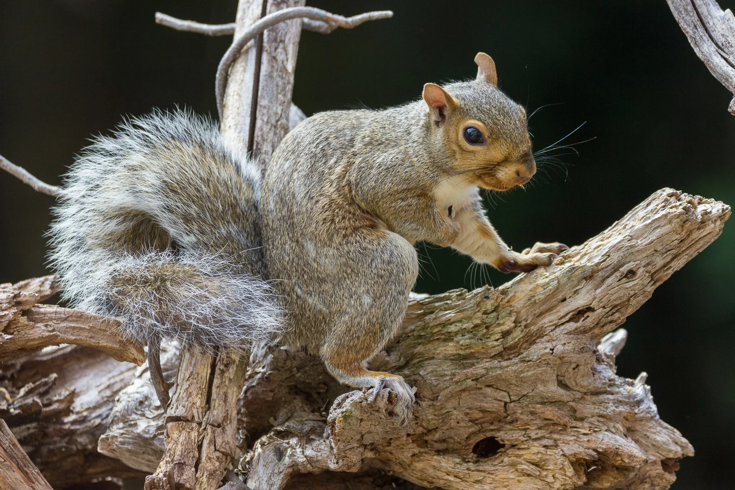 2016-09-16-sqirrell_1.jpg