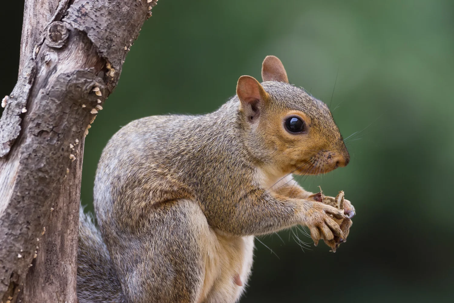 2016-09-20-squirrel_2.jpg