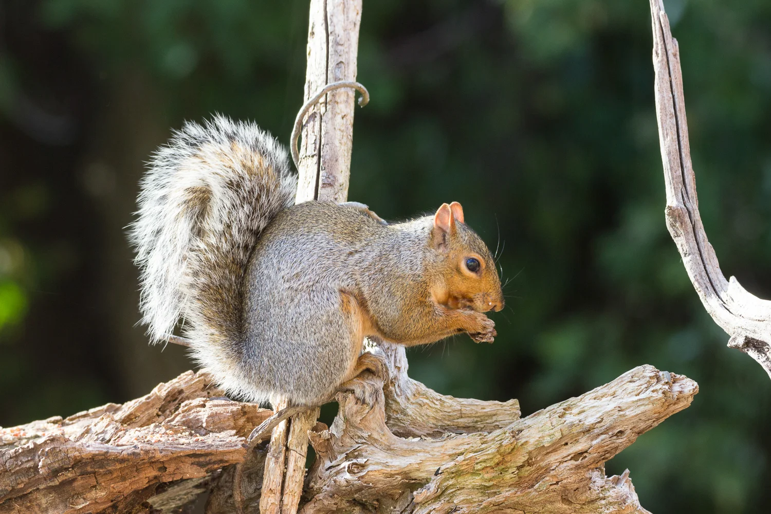 2016-10-23-squirrel_6.jpg