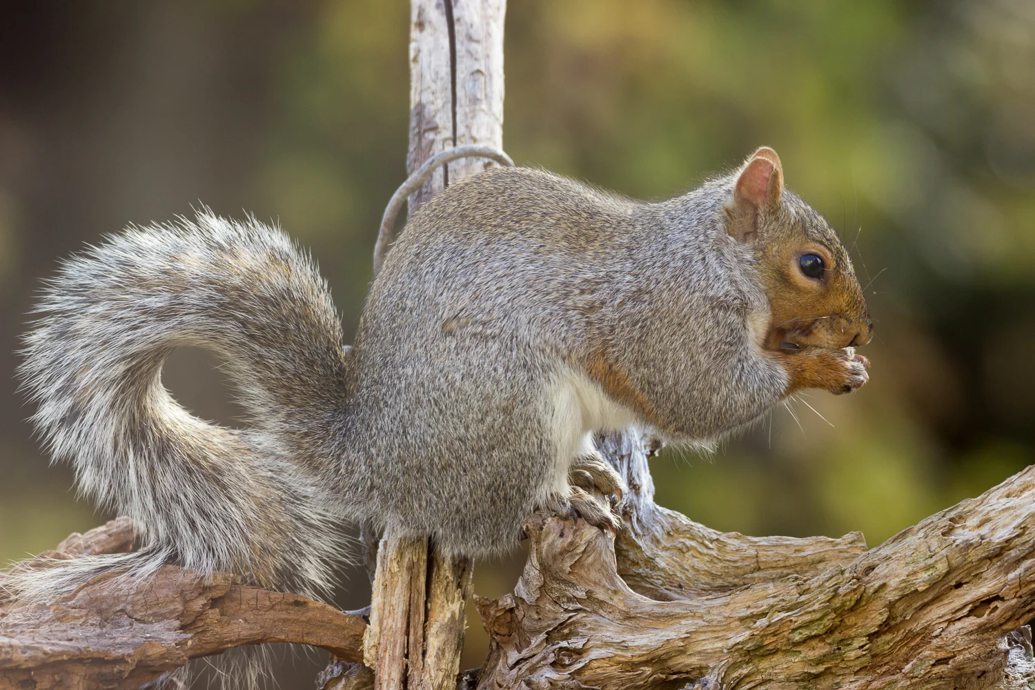 2016-11-16-sqirrel_4.jpg