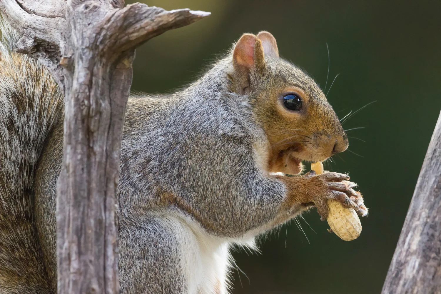 2016-11-16-squirrel_29.jpg
