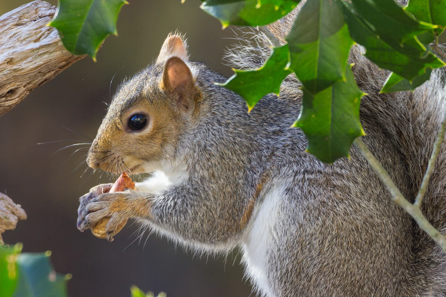 2016-11-18-squirrel_1.jpg