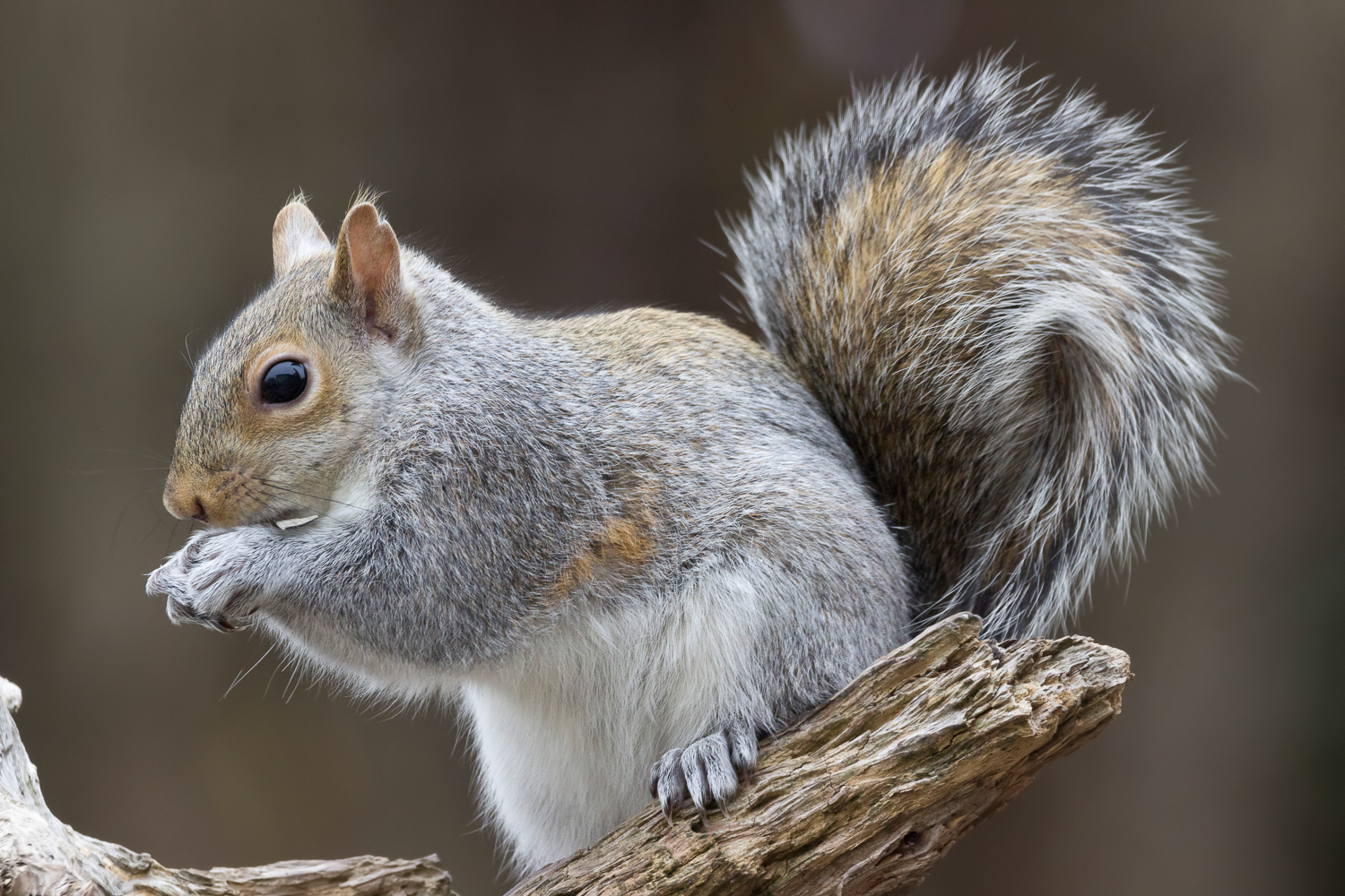 2017-12-29-squirrel_5.jpg