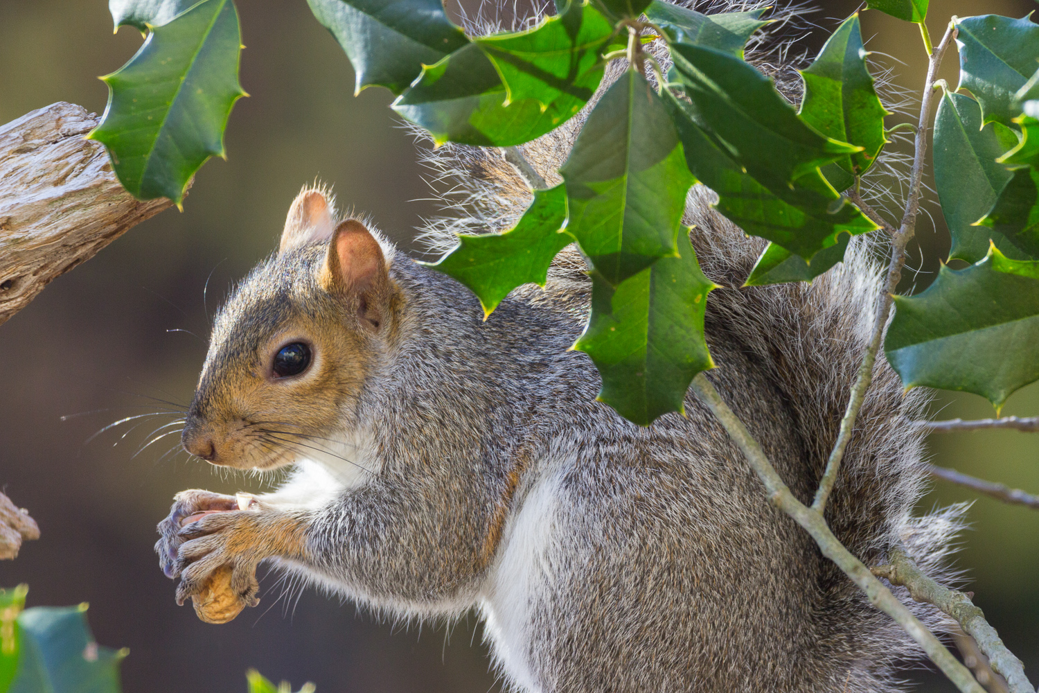 2016-11-18-squirrel_9.jpg