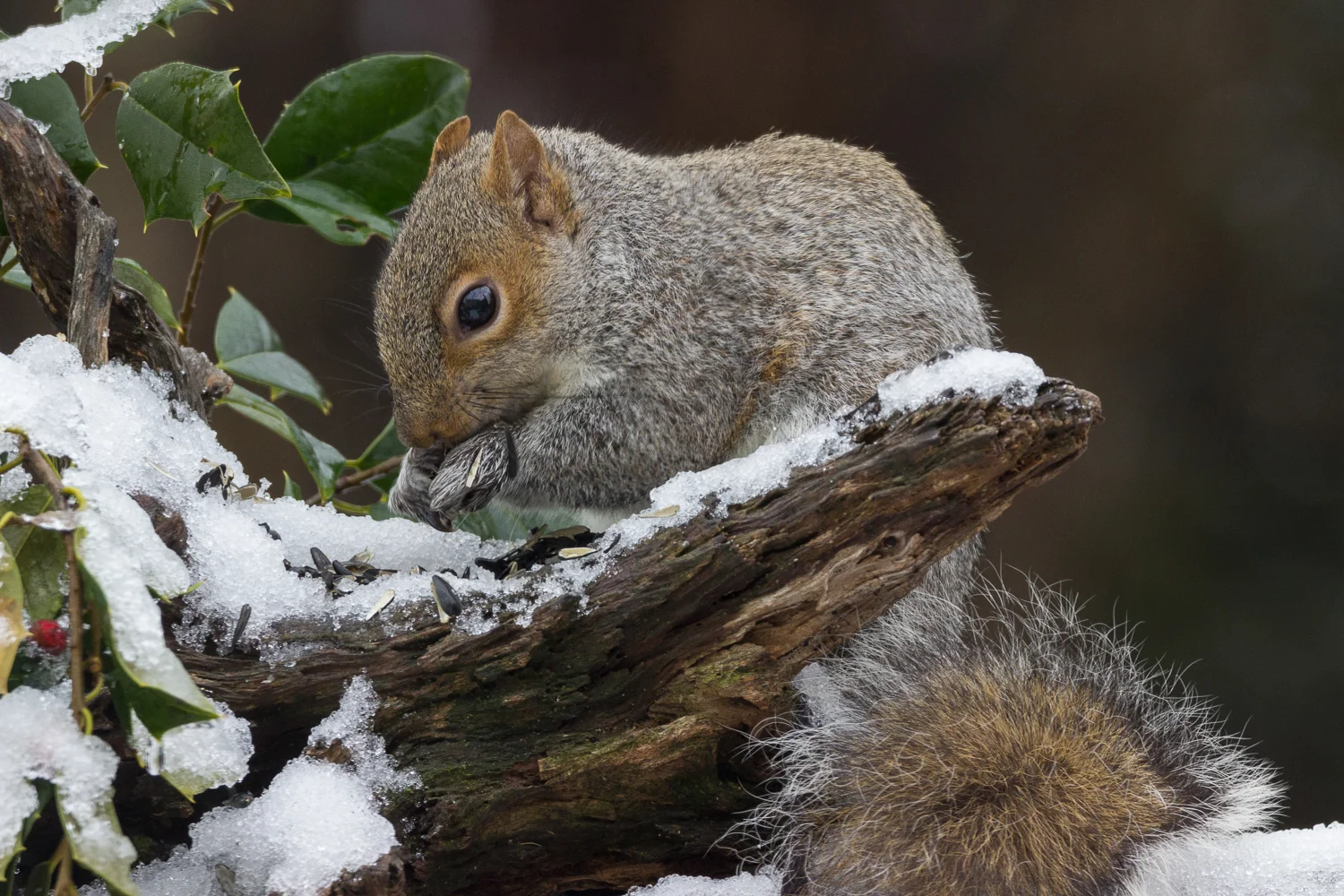 2018-02-18 - squirrel_2.jpg