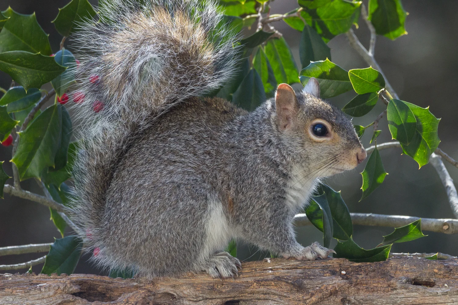 2018-02-08 - squirrel_10.jpg