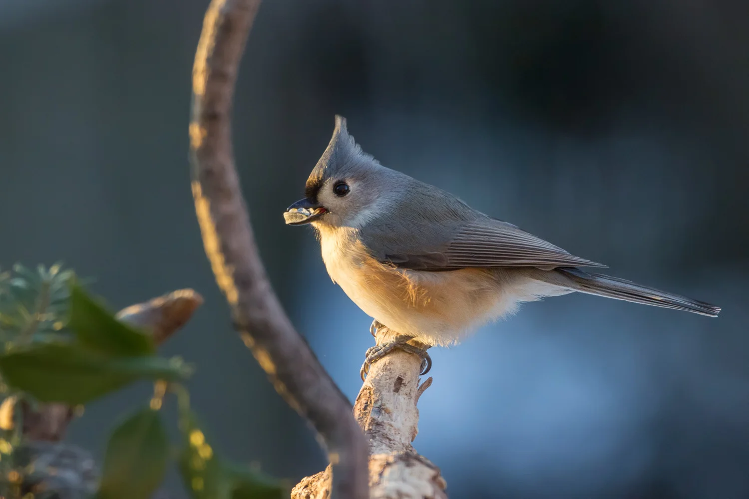 2016-01-08-tufted titmouse_3.jpg