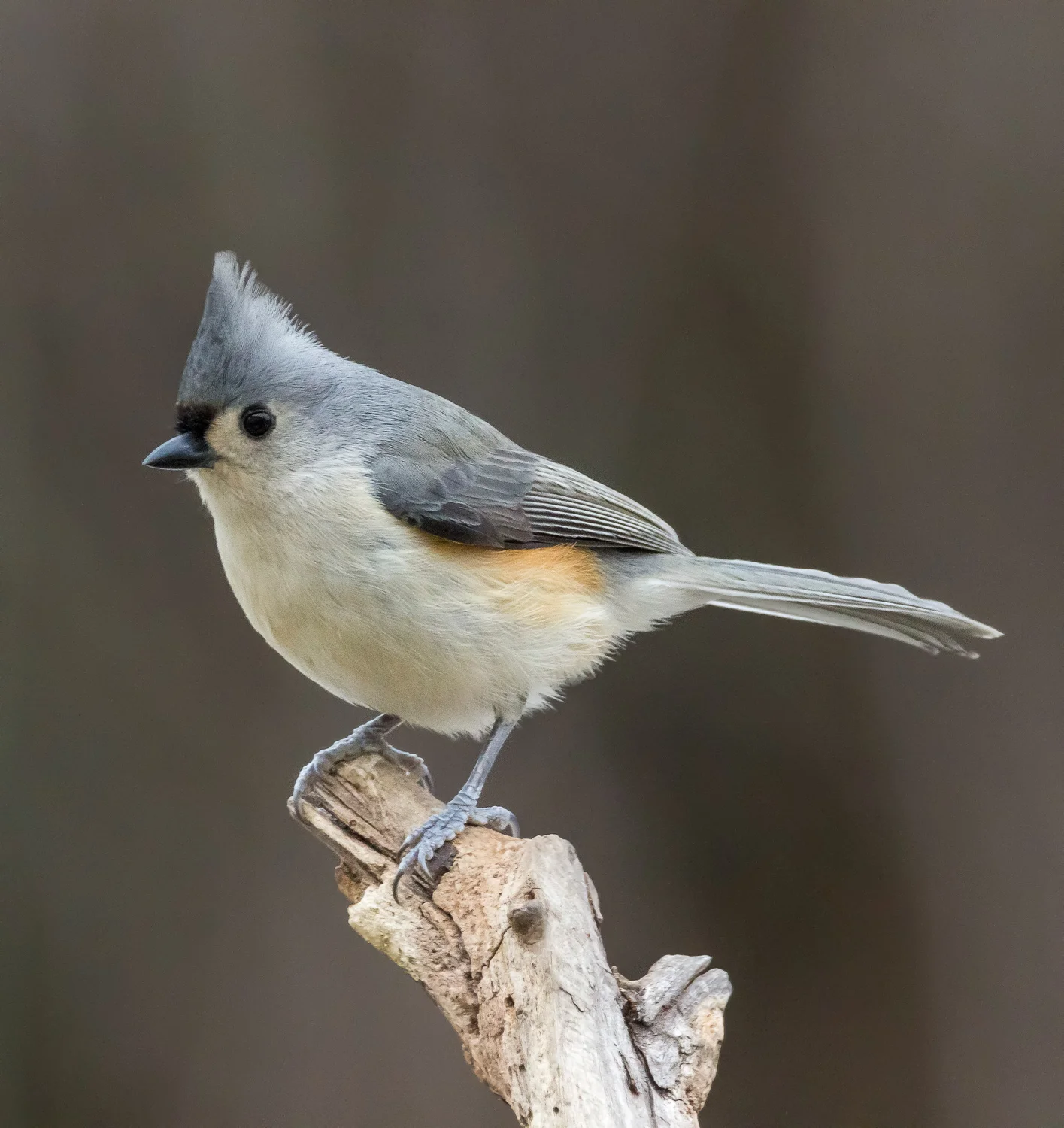 2016-01-10-tufted titmouse.jpg