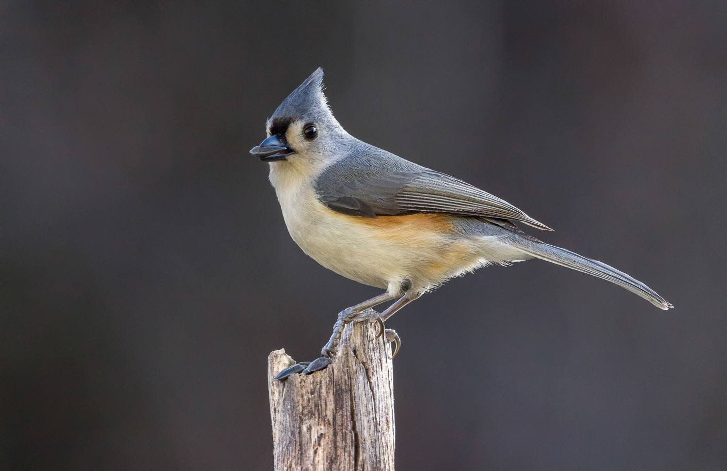 2016-02-07-tufted titmouse_3.jpg
