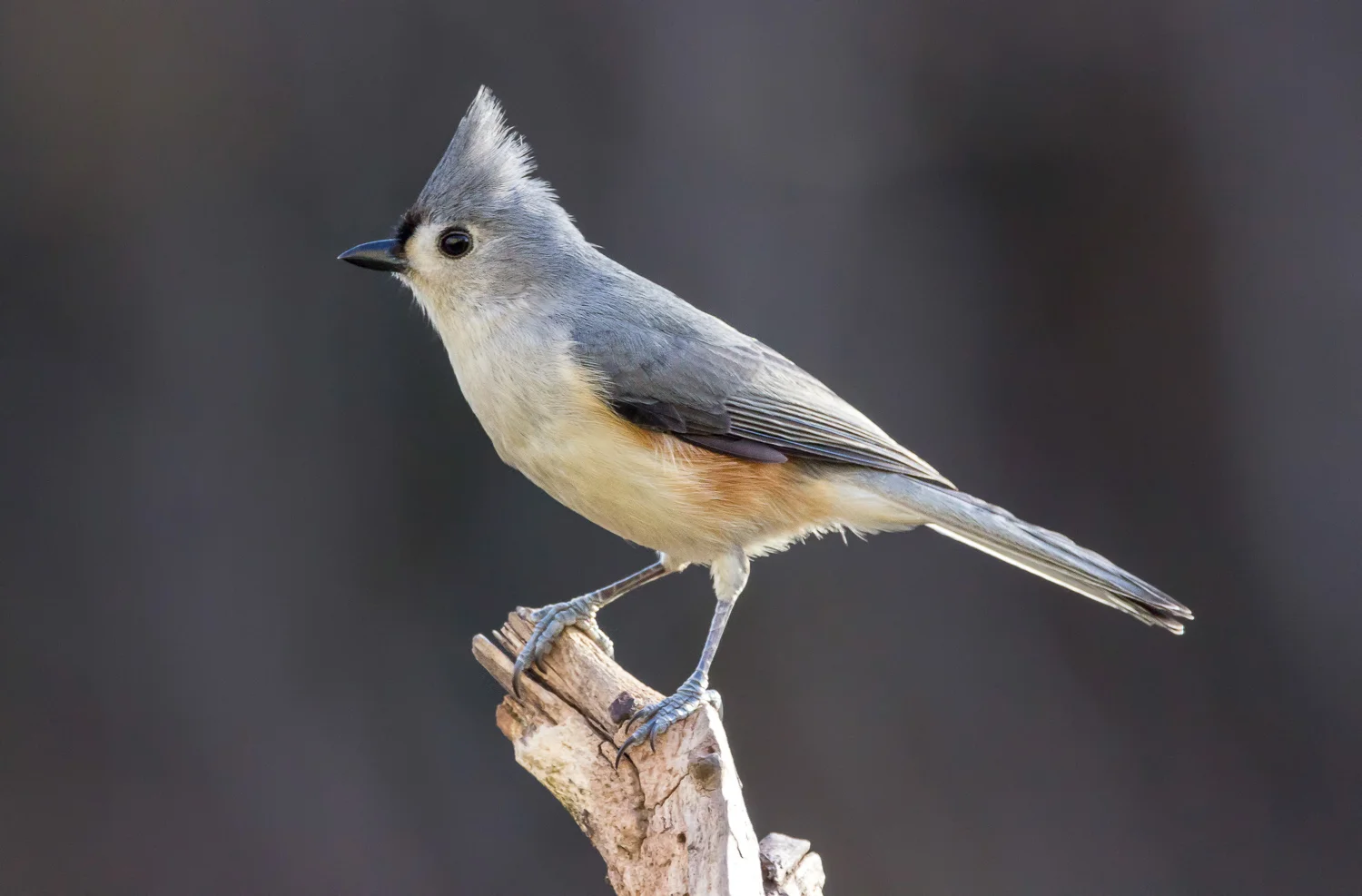 2016-02-07-tufted titmouse_6.jpg