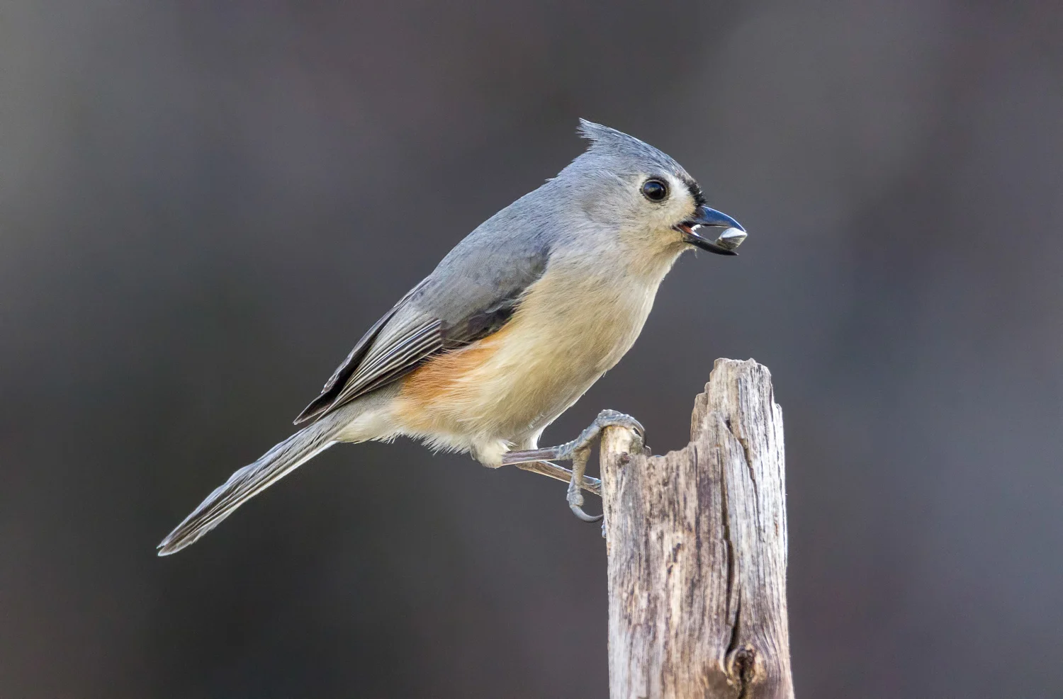2016-02-07-tufted titmouse_8.jpg