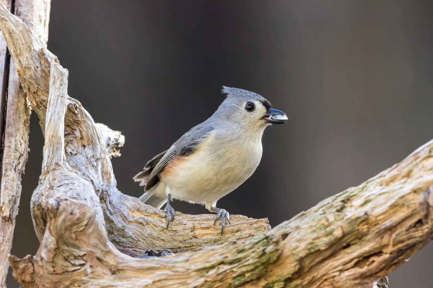2016-02-07-tufted titmouse_10.jpg