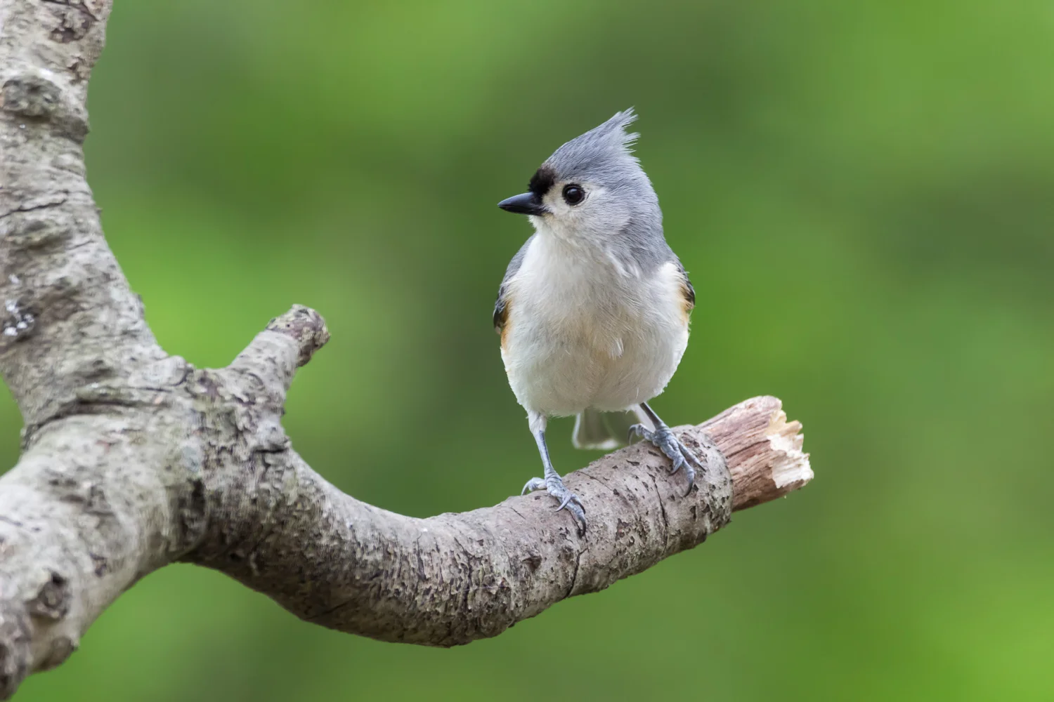 2016-04-23 tufted titmouse.jpg
