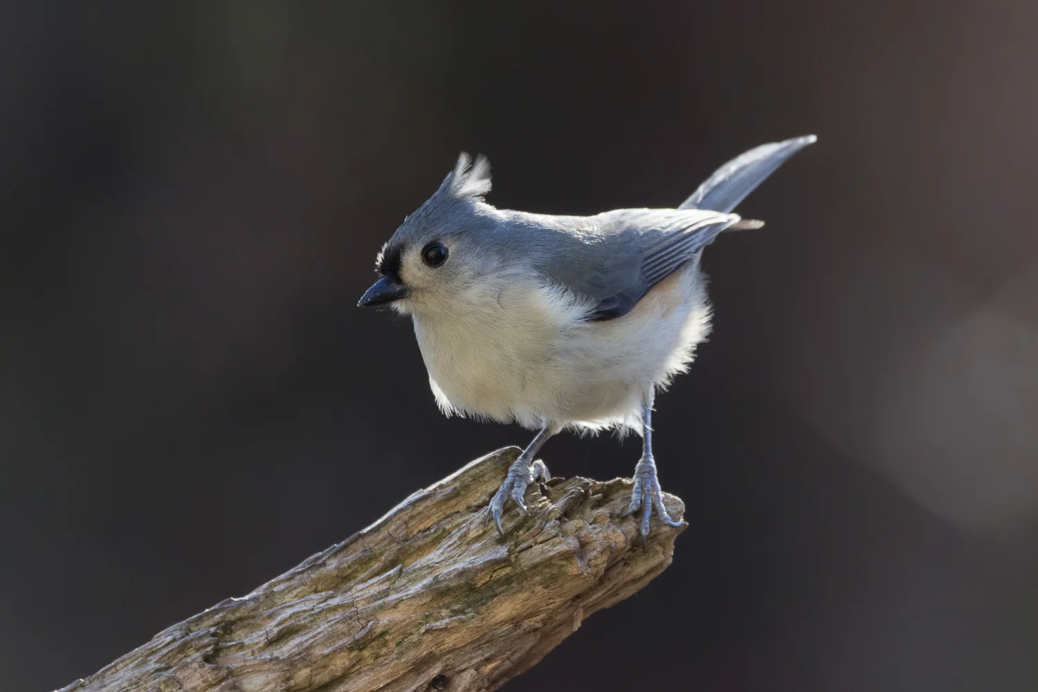 2017-12-14-tufted titmouse_1.jpg