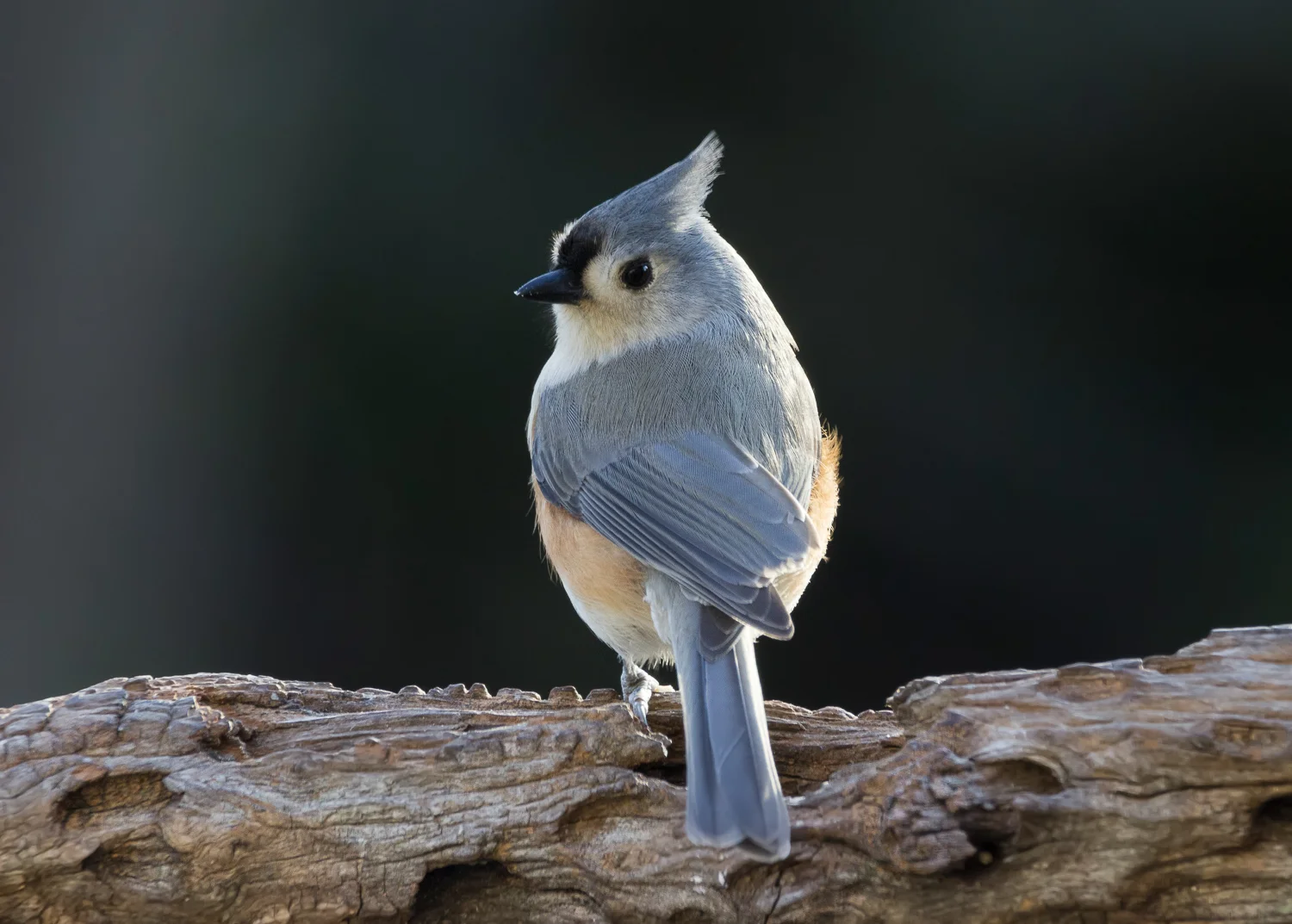 2017-12-14-tufted titmouse_2.jpg